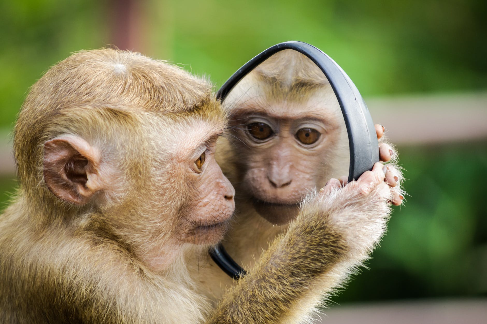 a primate examines themselves in the mirror